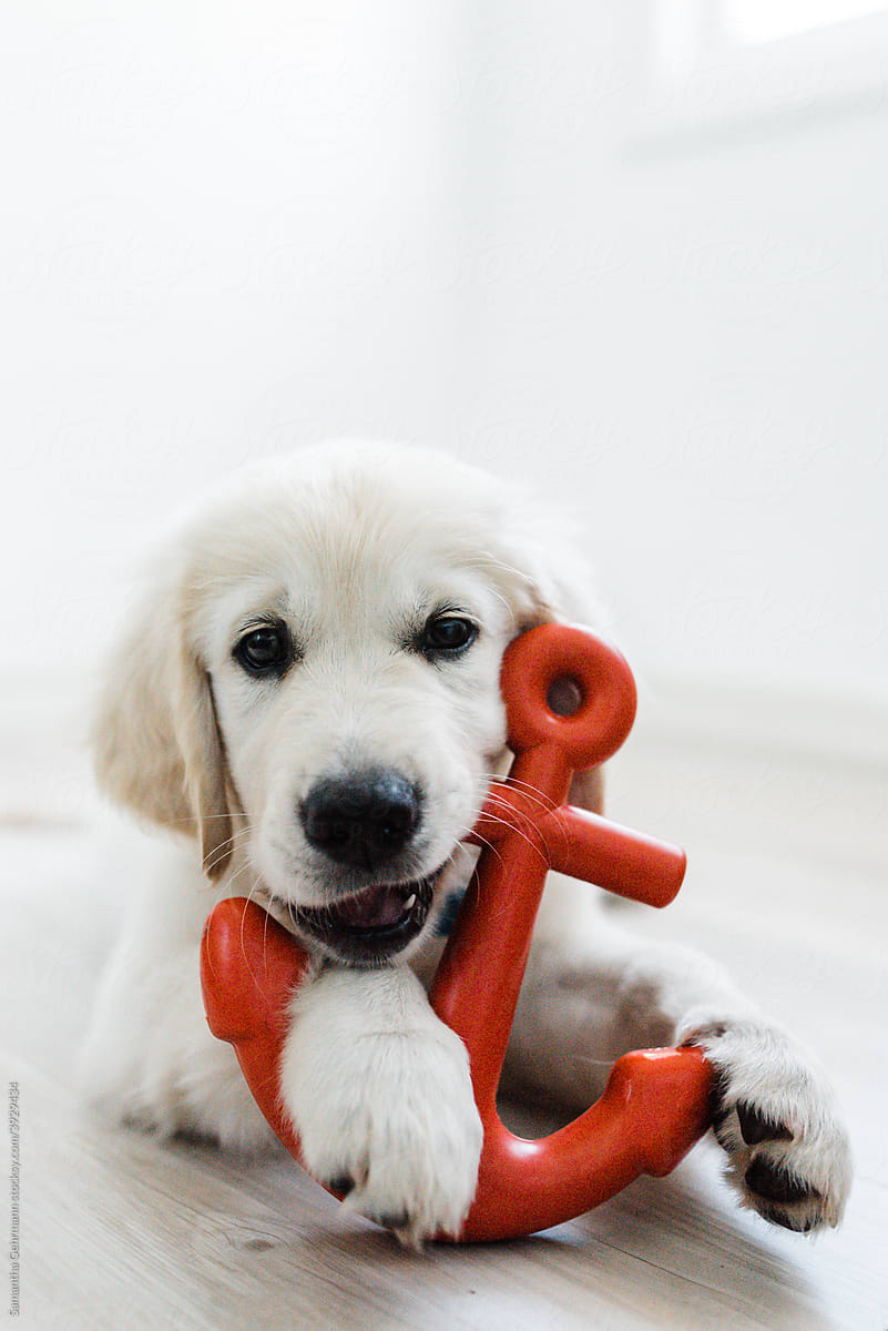 Golden retriever playing with nautical toys