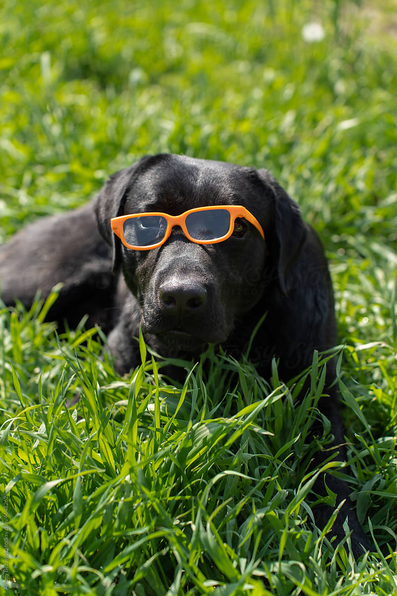 Portrait of humorous dog in glasses on lawn
