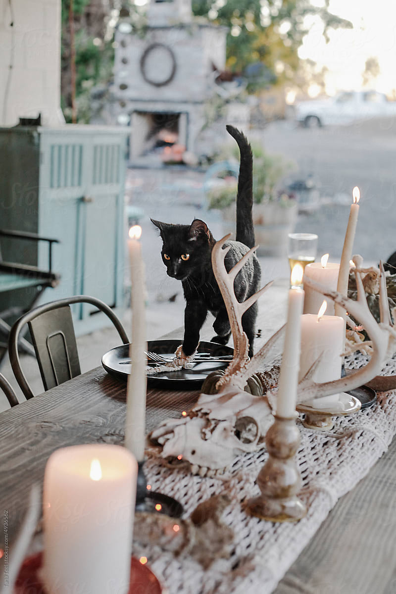black kitten explores festive fall tabletop