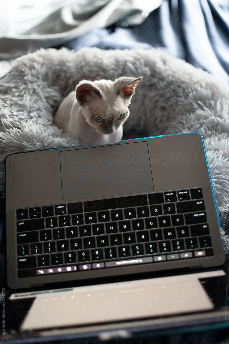 Devon Rex Kitten watching video on laptop