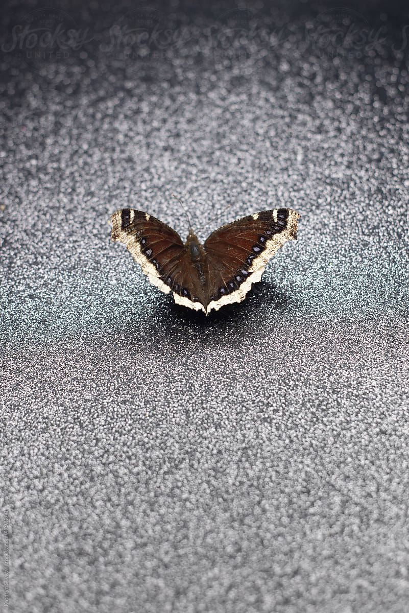 Study of Mourning Cloak Butterfly