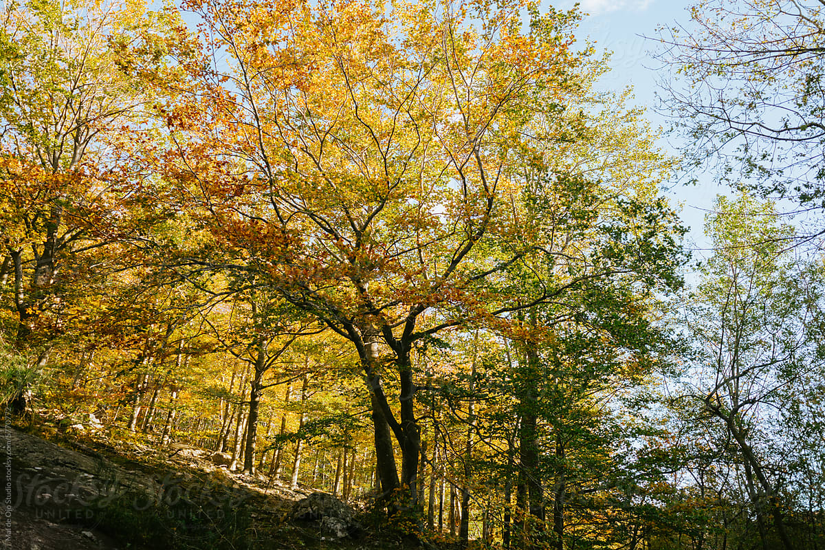 Warm Autumn Forest Scene
