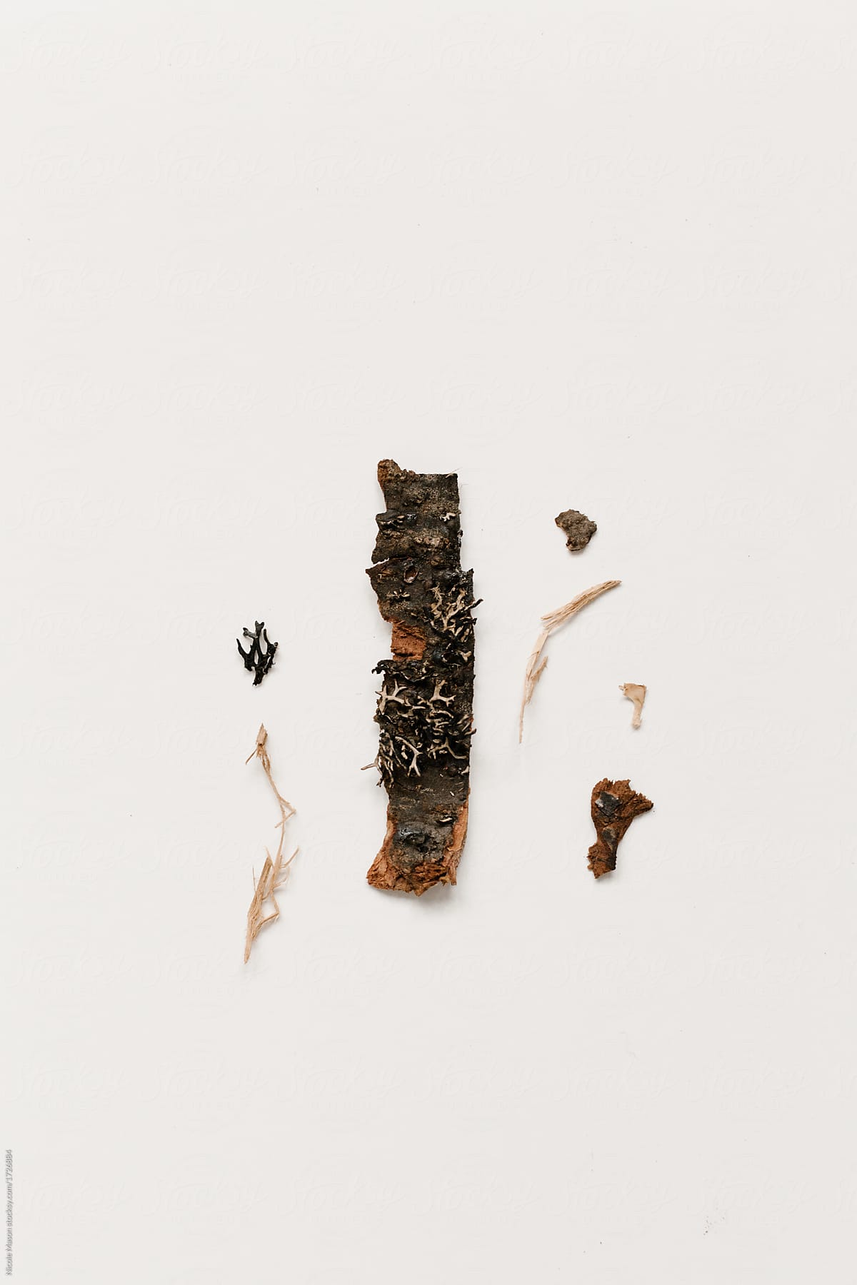 tree bark from firewood organized on white background