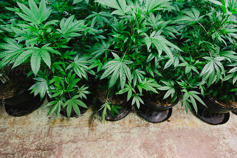 potted marijuana plants at weed farm