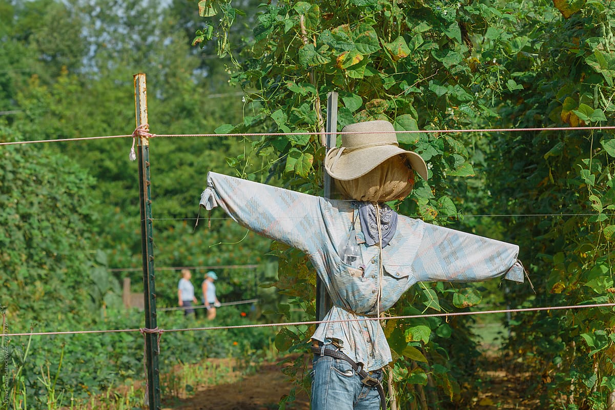 Scarecrow in a vegetable garden