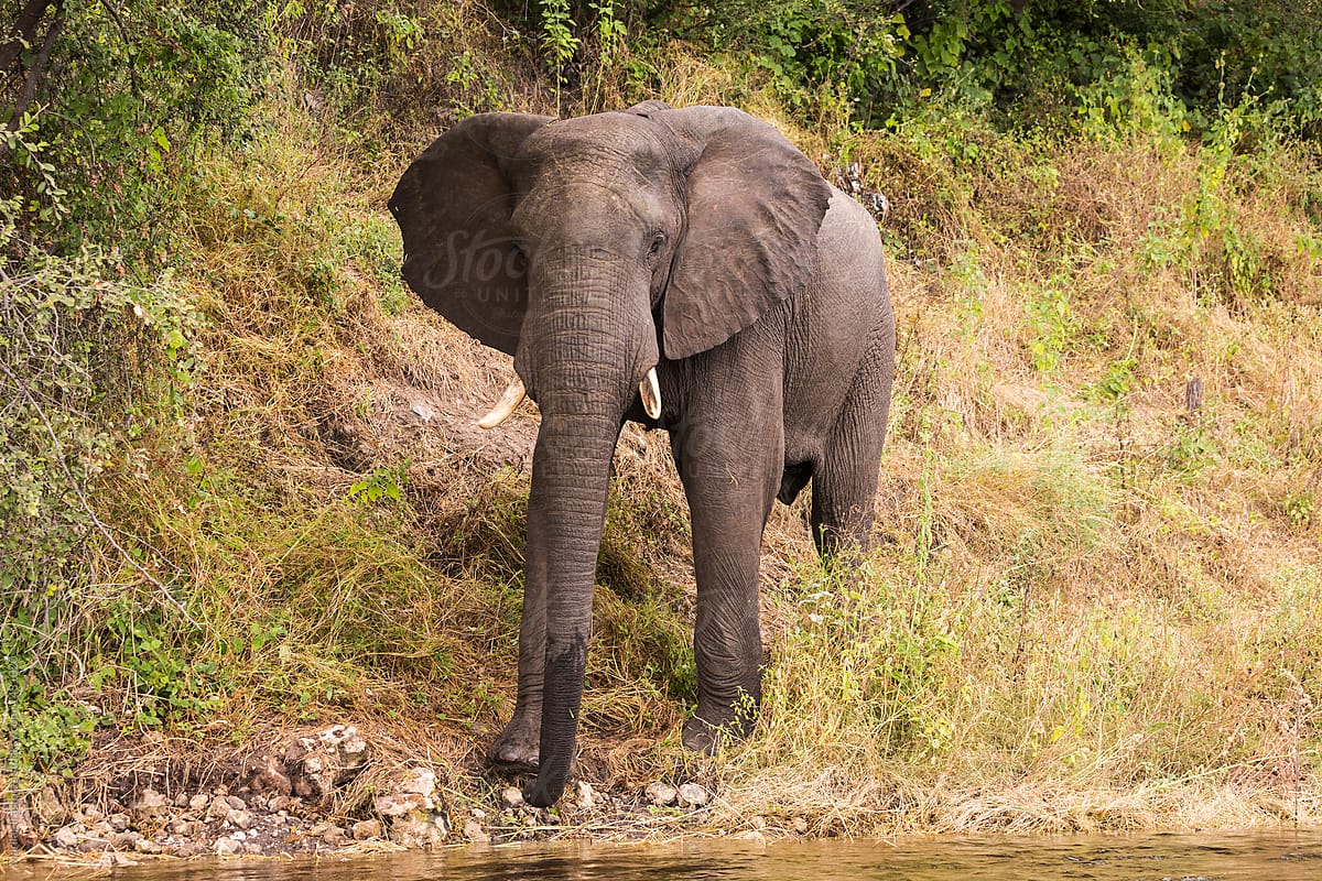Elephant on the bank of Chobe River