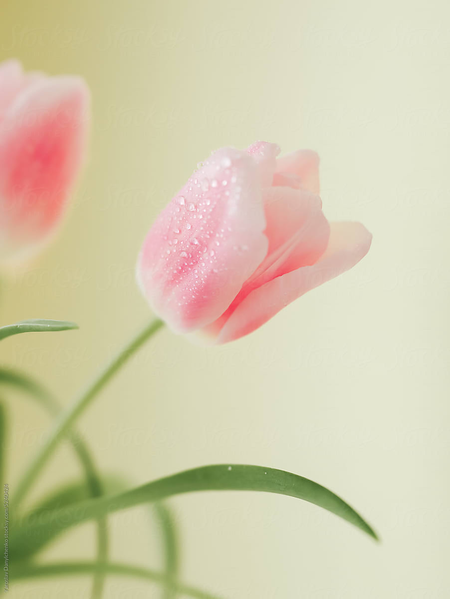 Tender pink tulips with dew drops.