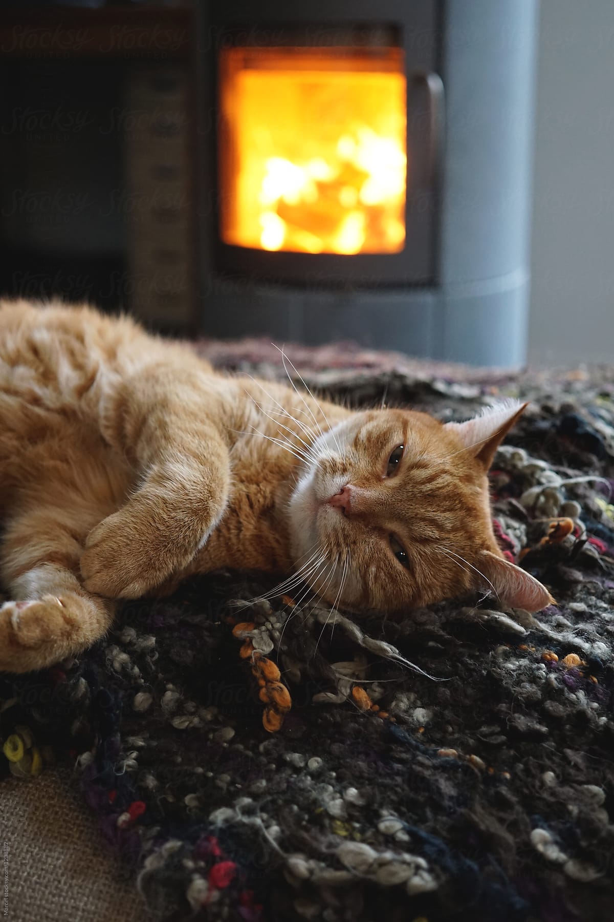 Cat on blanket in front of fireplace
