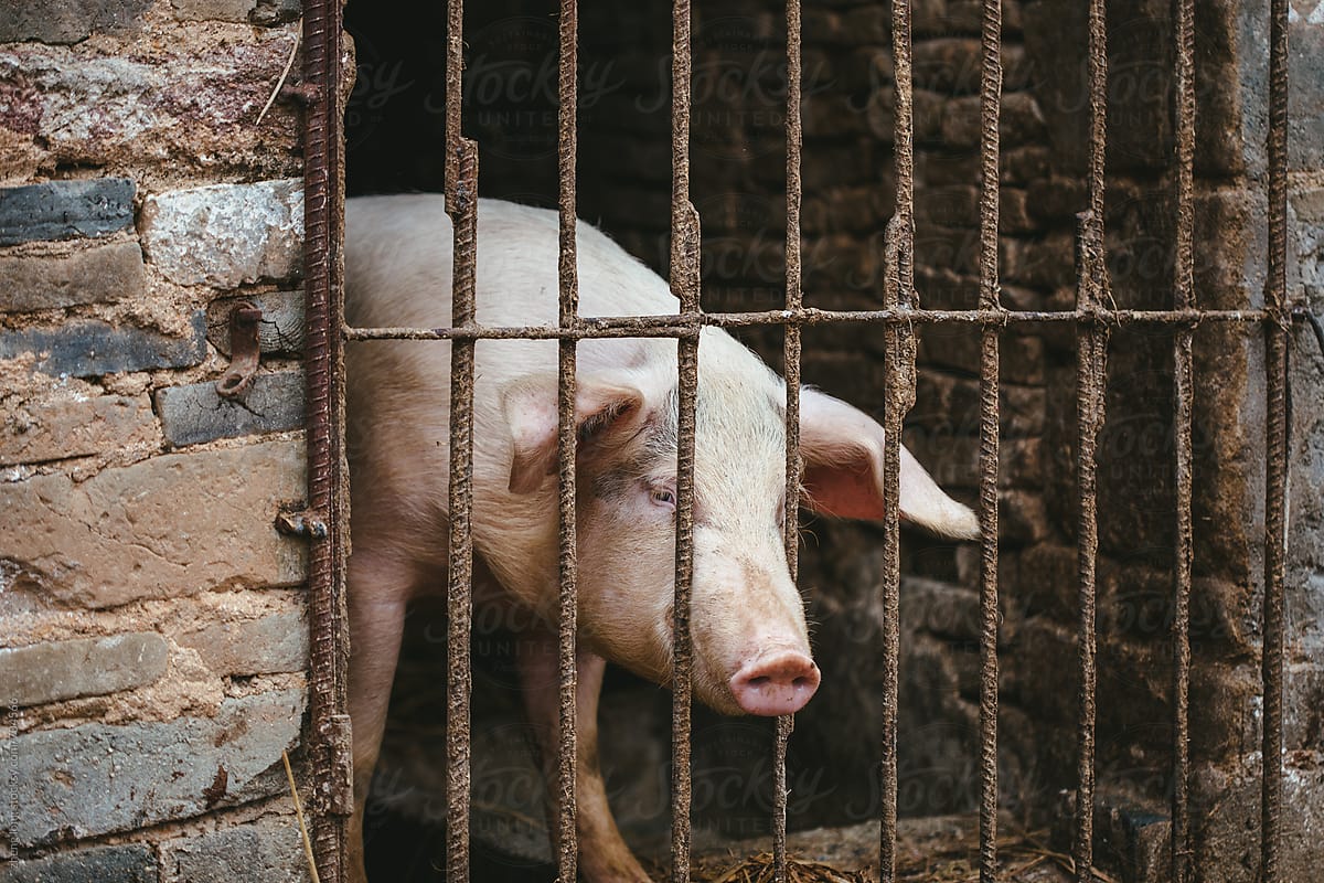 The pigs in the sty in Chinese rural