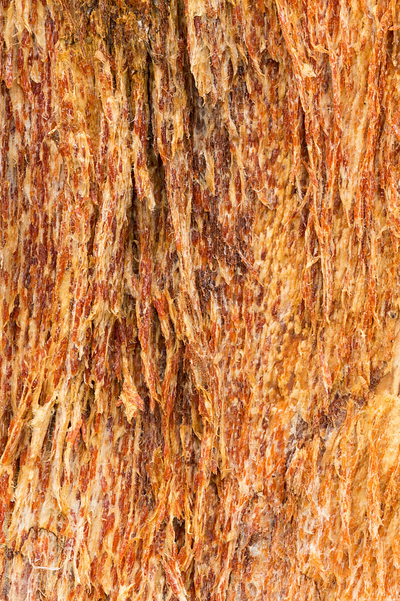 Bark layer textures, close up