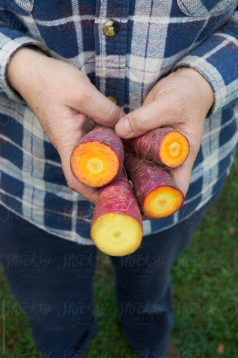 A farmer holding heirloom purple carrots