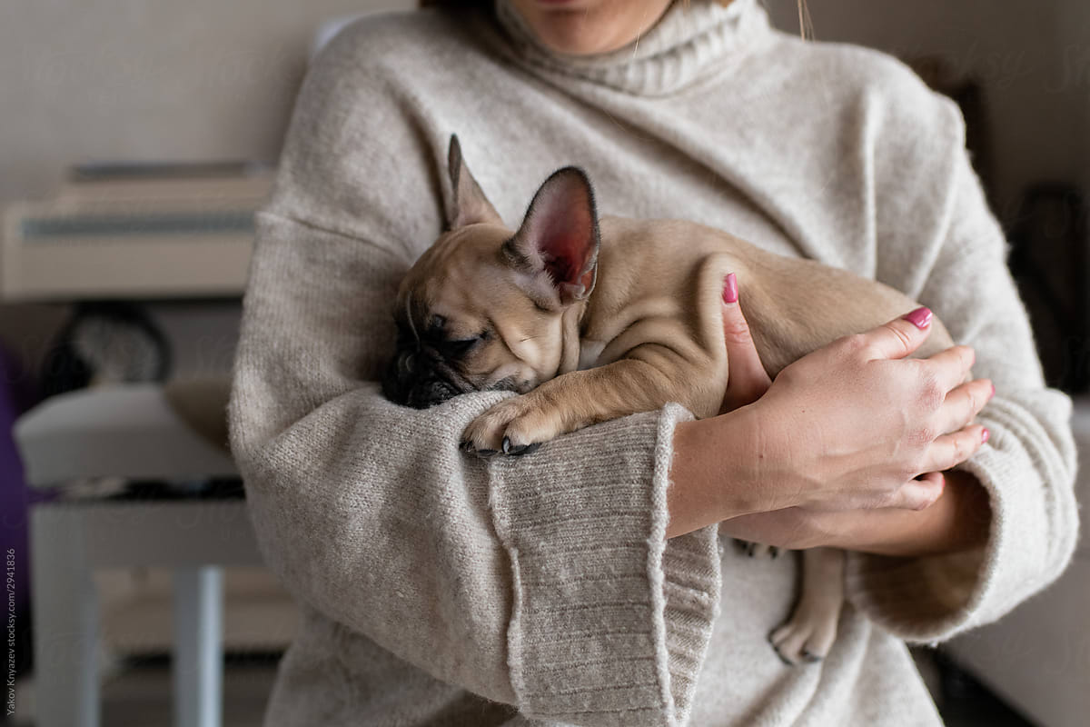 Cute little french bulldog puppy at home