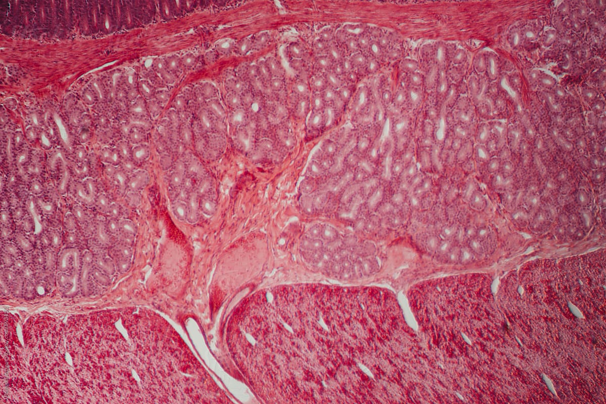 animal pyloric region of  stomach wall