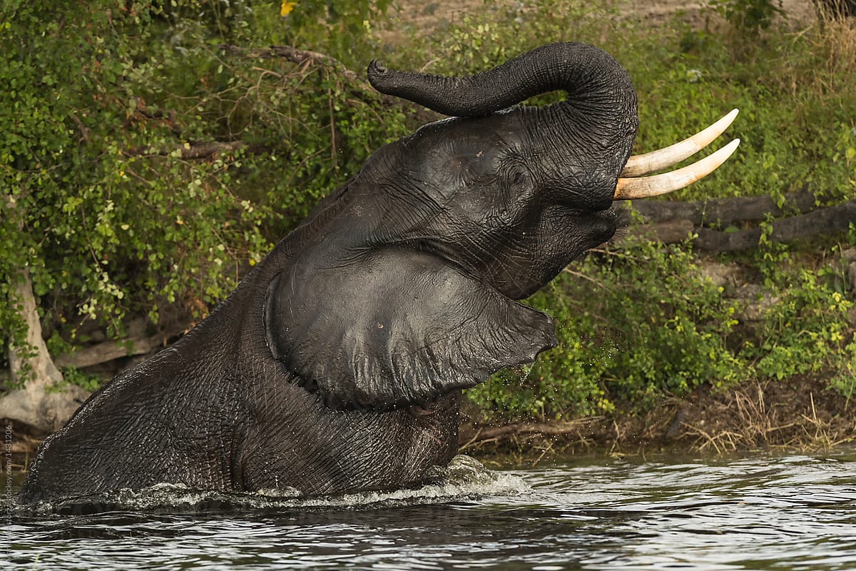 Elephant taking a bath in Chobe river
