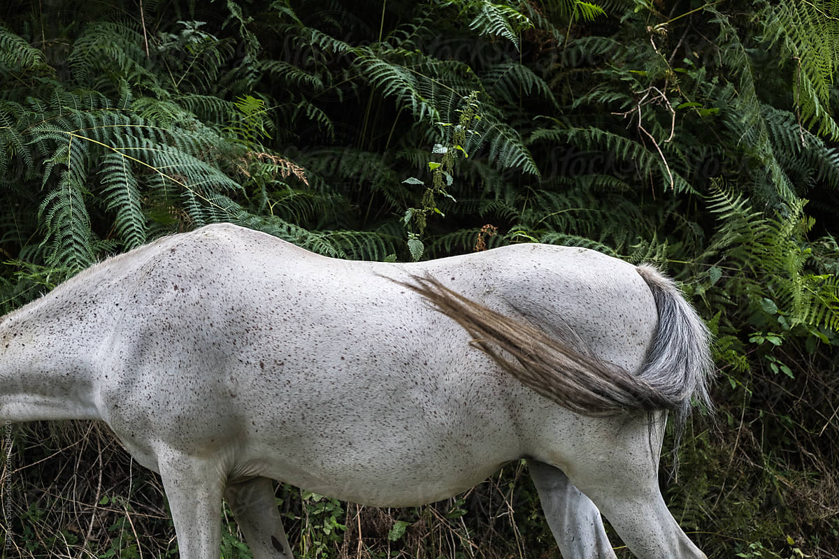 headless grey horse in front of greenery