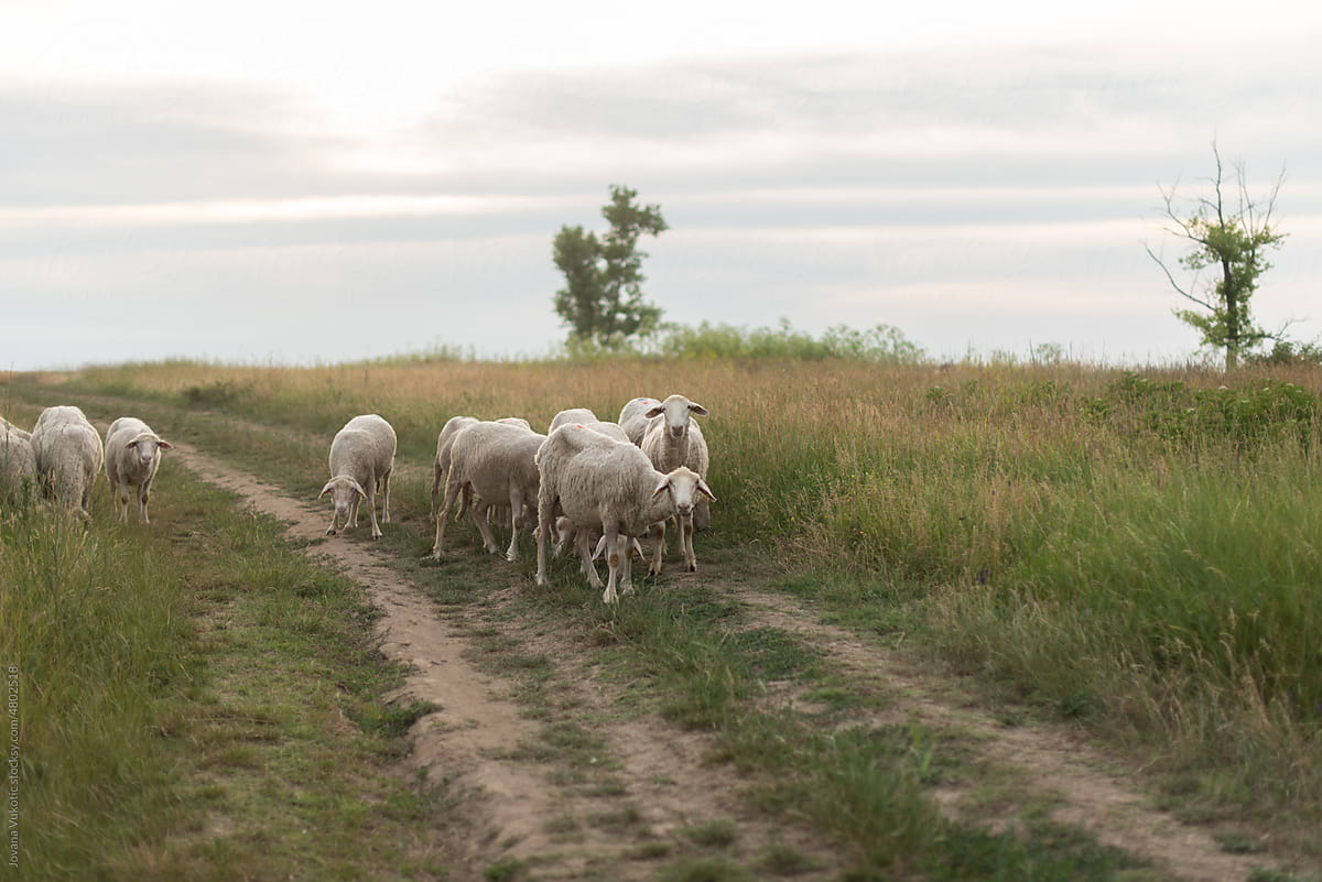 Flock of sheep on the country road