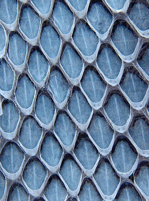 Closeup Macrophotograph Of The Shed Skin Of A Snake Showing Patterns And  Textures Of Scales by Stocksy Contributor Ron Mellott - Stocksy