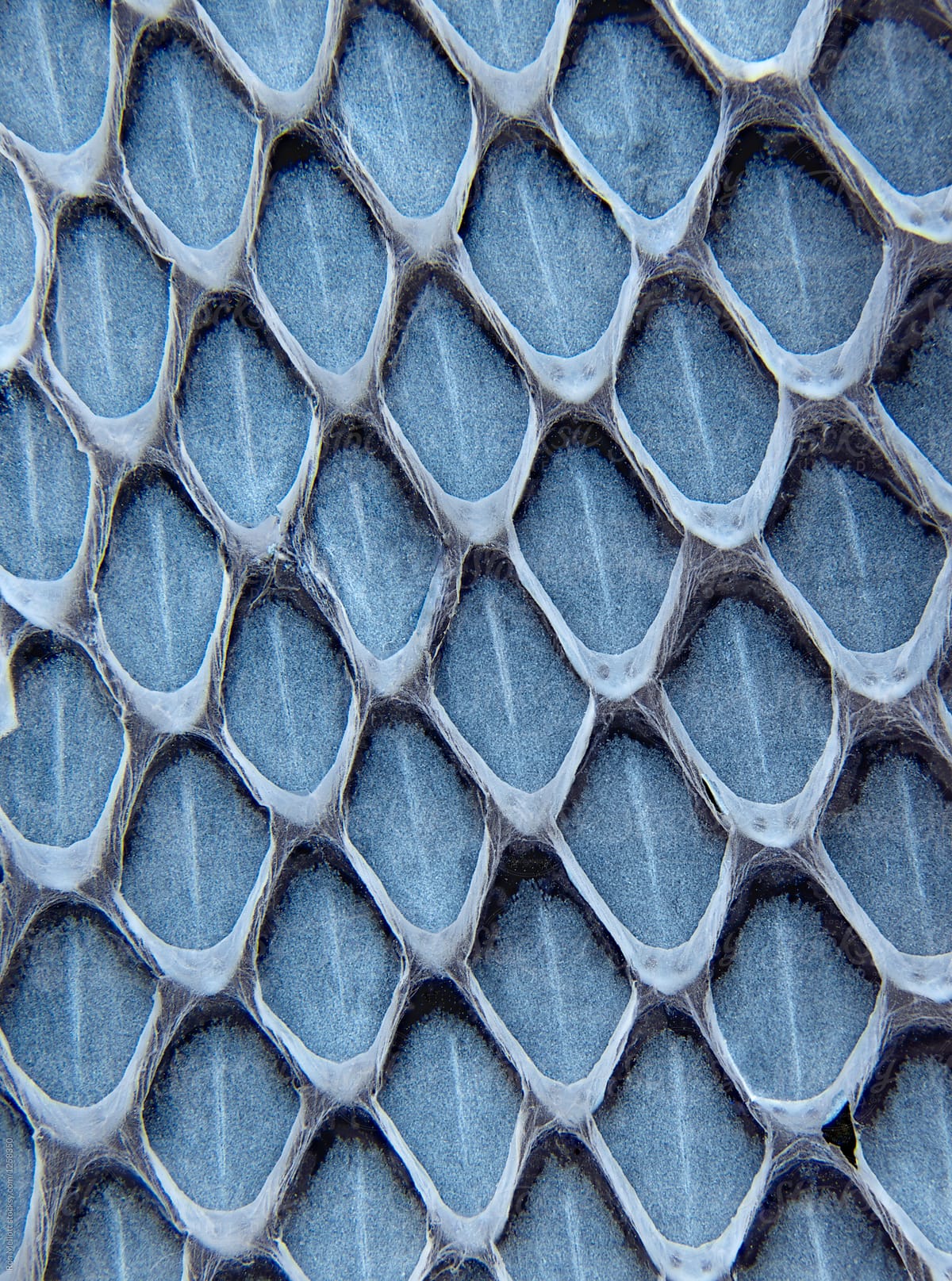 Closeup macro abstract patterns of a shed snake skin snake skin