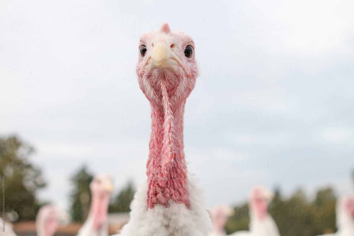 Free-ranging happy curious turkeys raised on a small-scale organic farm