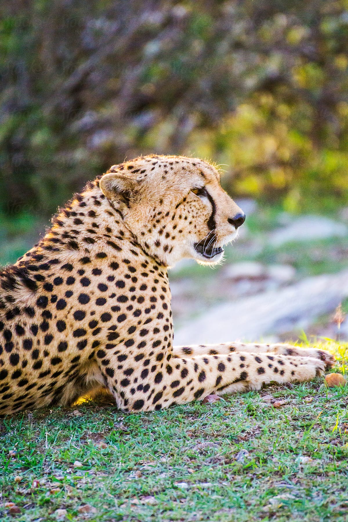 Cheetah resting lying