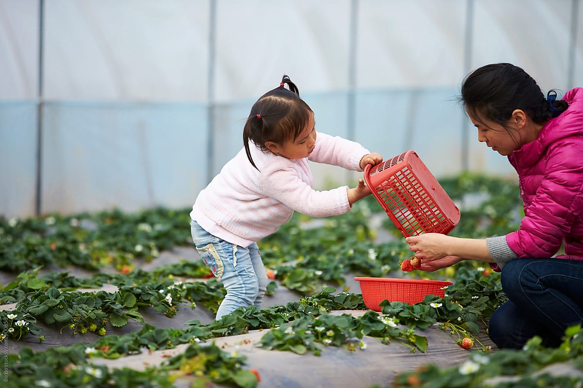 little asian girl picking strawberry with her mother