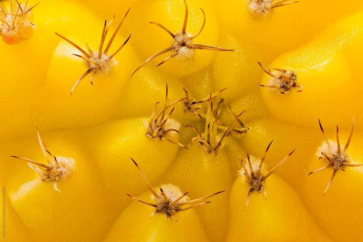 yellow-moon-cactus-macro-by-stocksy-contributor-adam-nixon-stocksy