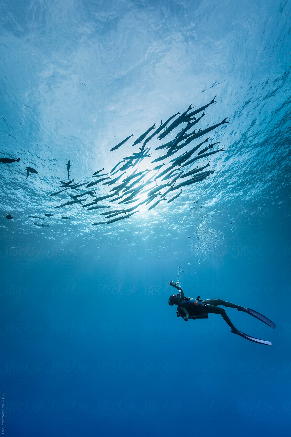 A female diver under school of barracuda