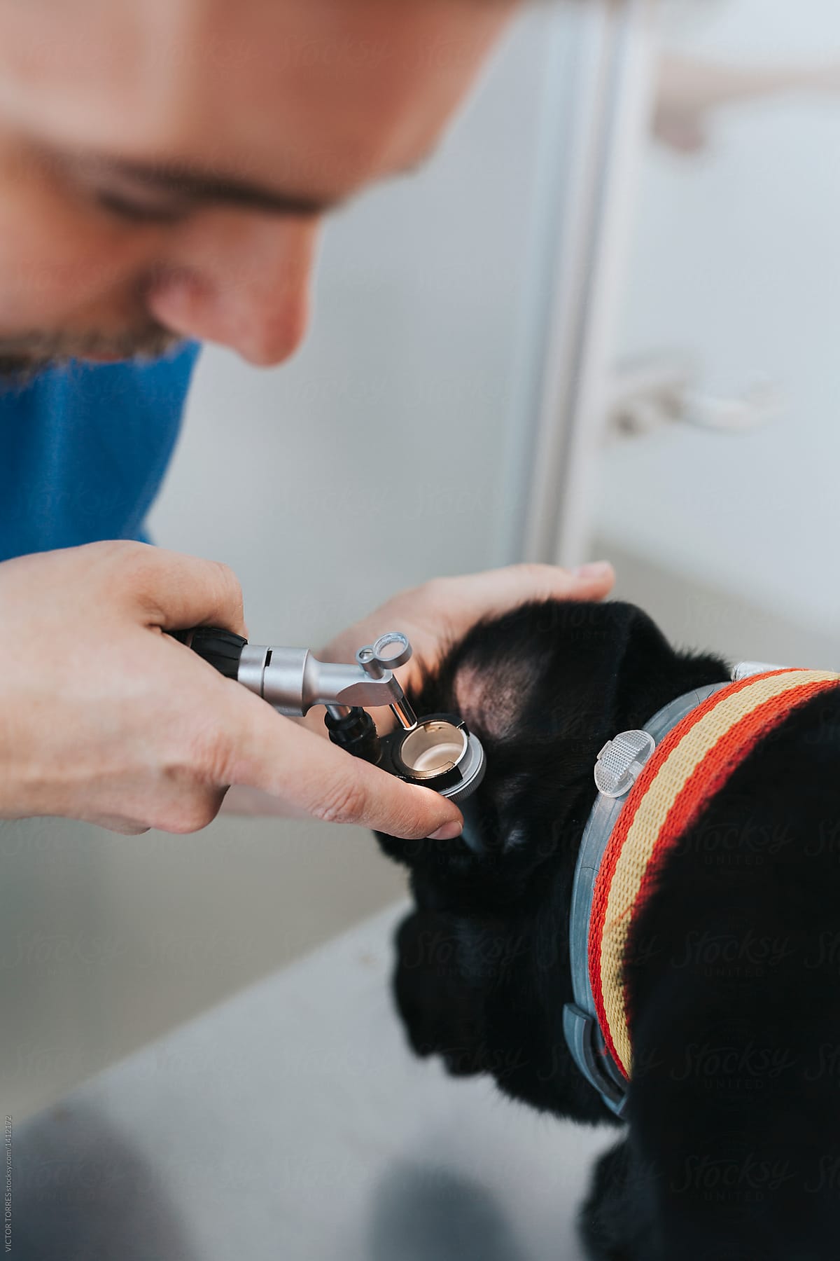 Veterinarian examining dogs's ears