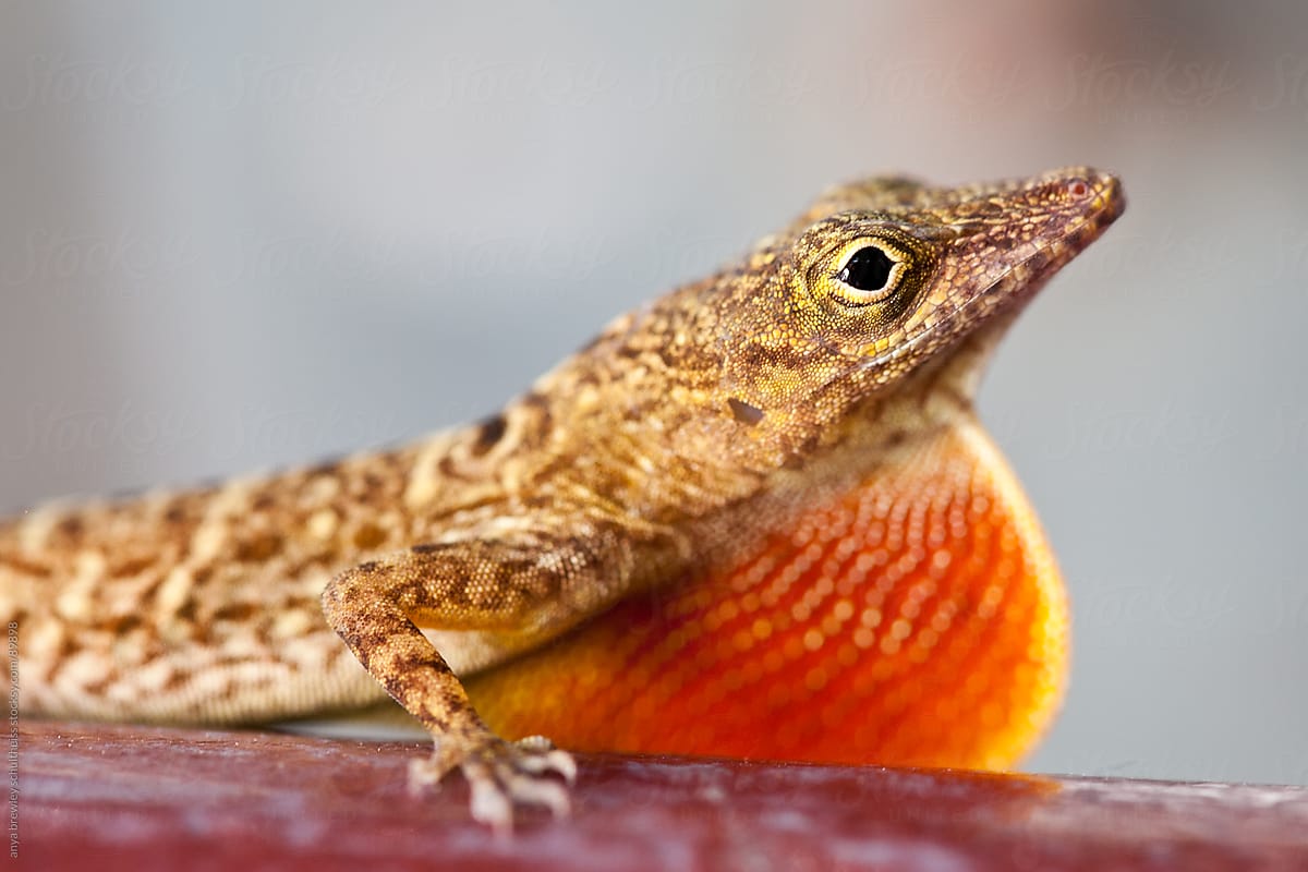 Closeup of lizard with brightly colored red dewlap