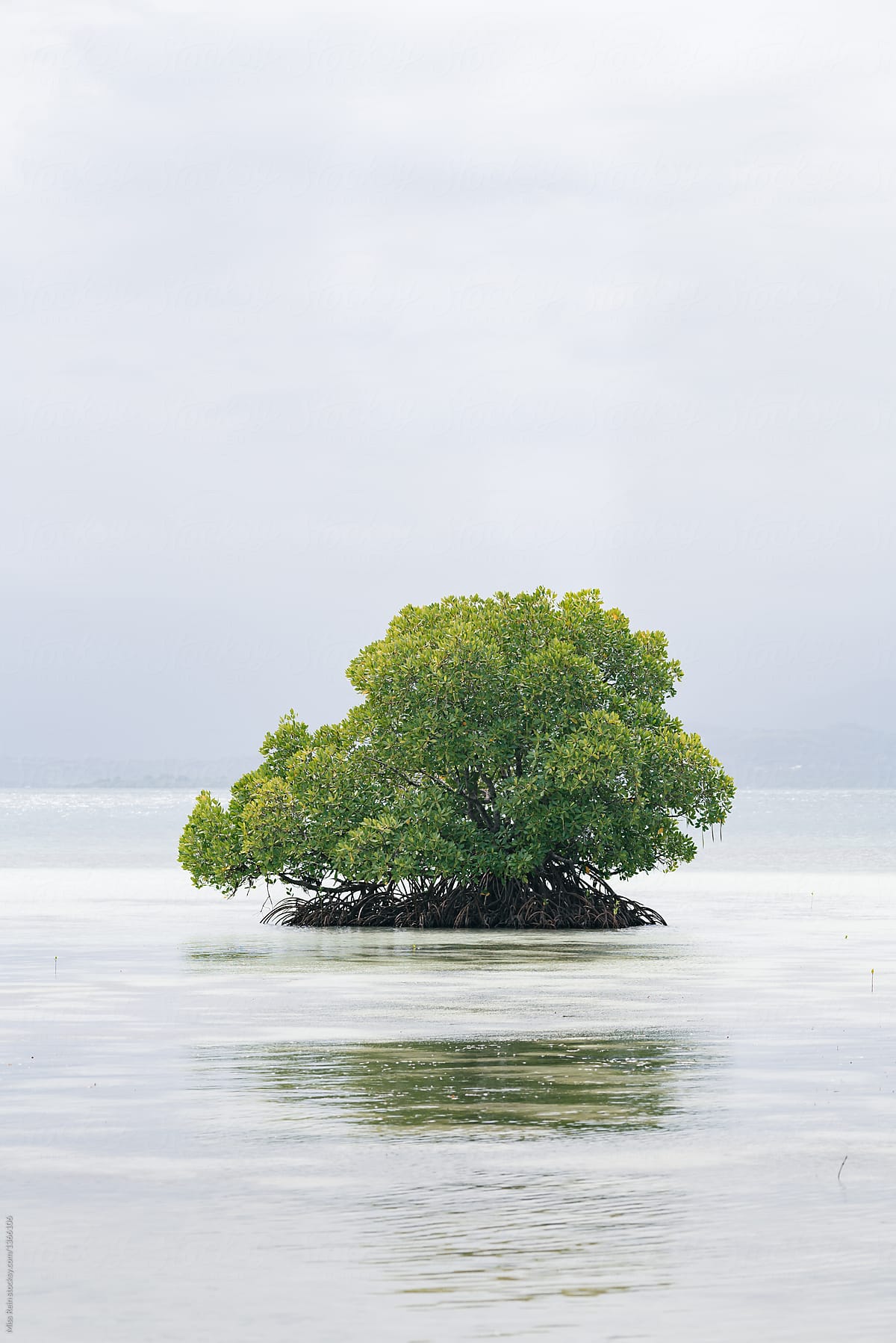 Pandan Island Scenery Philippines De Stocksy Colaborador Rein Cheng pandan island scenery philippines de stocksy colaborador rein cheng