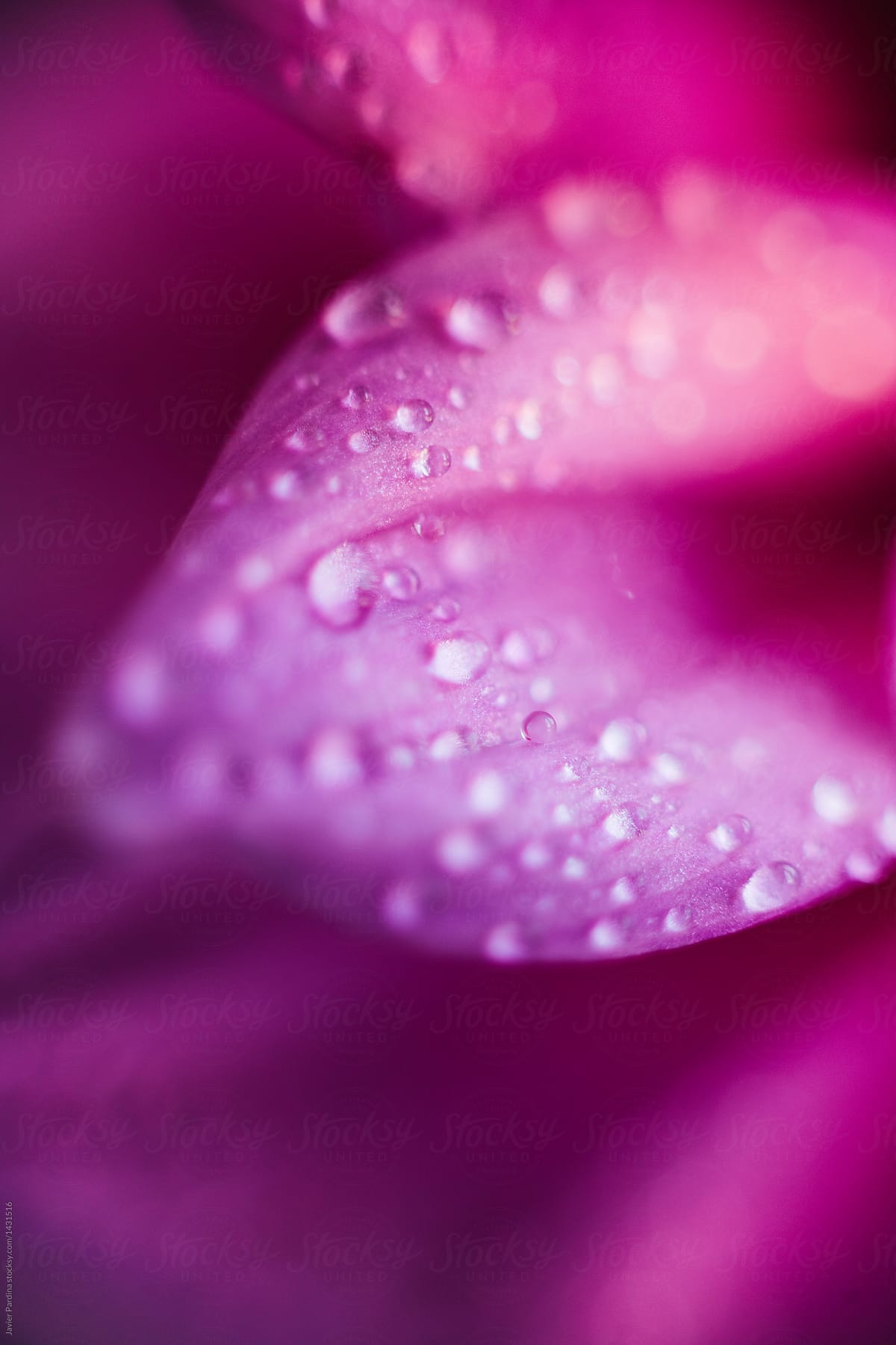 flower petals with water drops