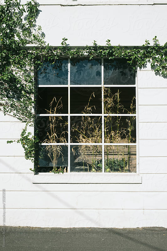 Greenery and plants growing inside window of house