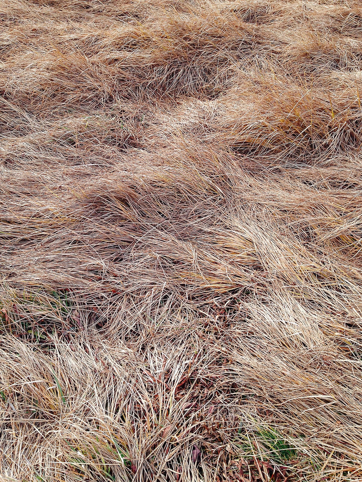 Windswept grasses in alpine meadow