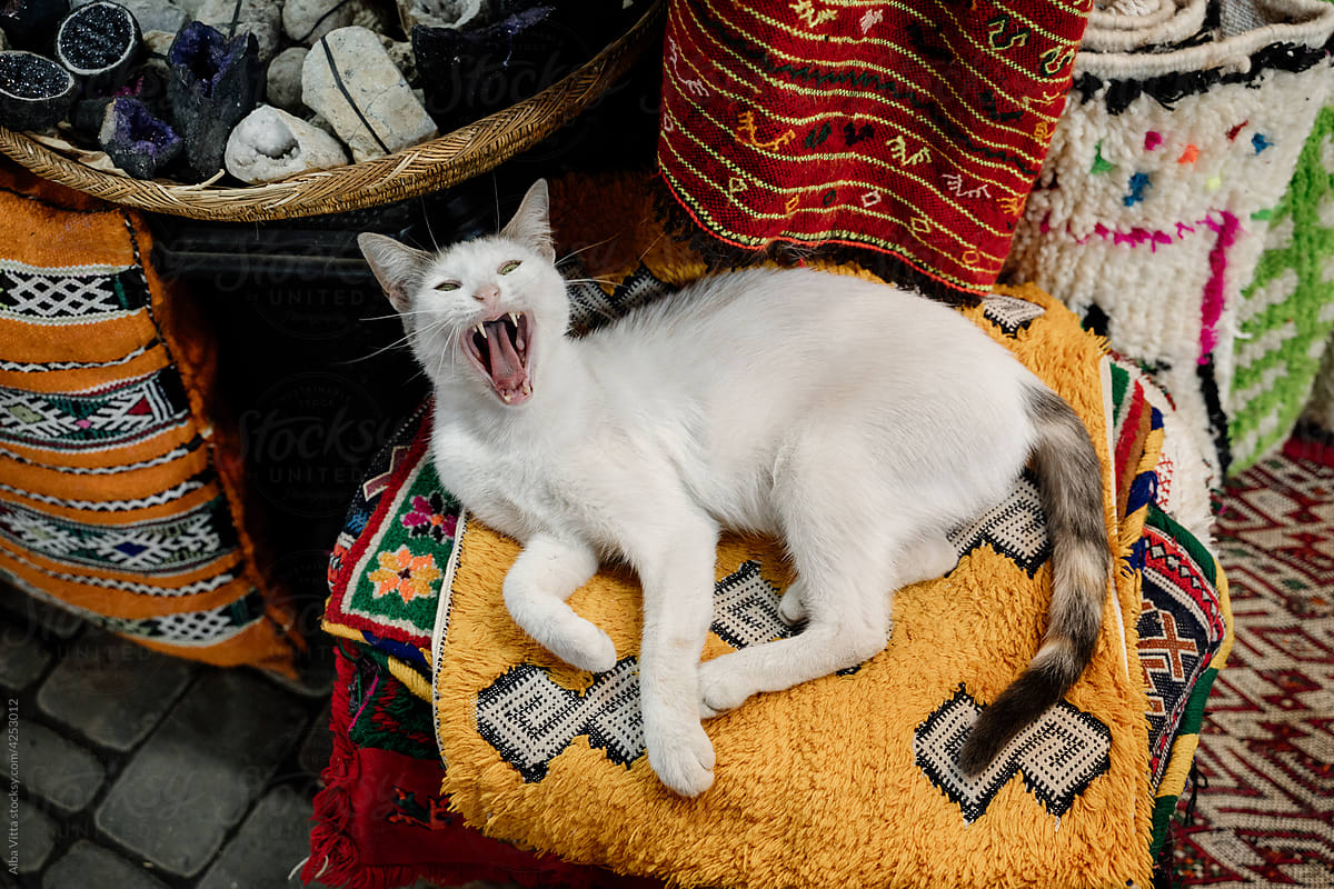 Portrait of yawning cat on carpet