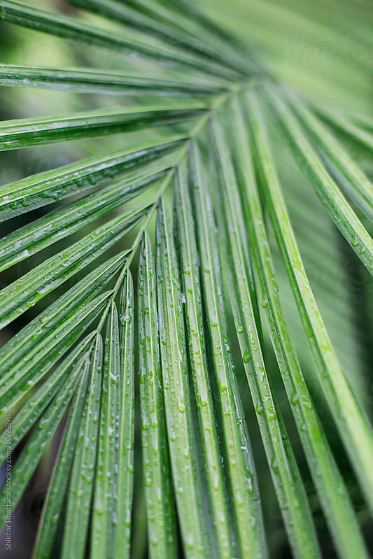 Close up of palm leaves.