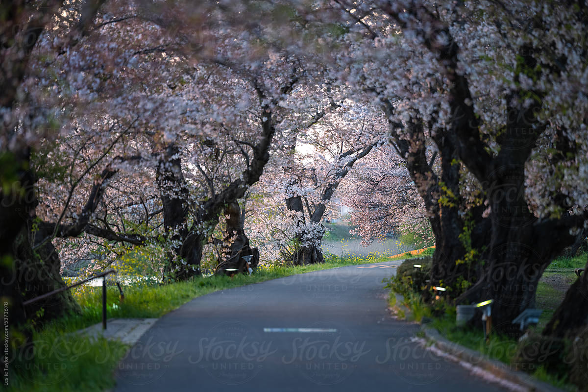 Looking Through A Cherry Blossom Tree Tunnel