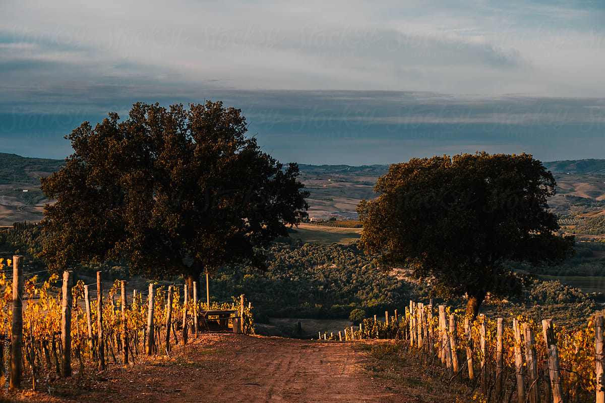Tuscan Vineyard In Autumn in the sun rising light