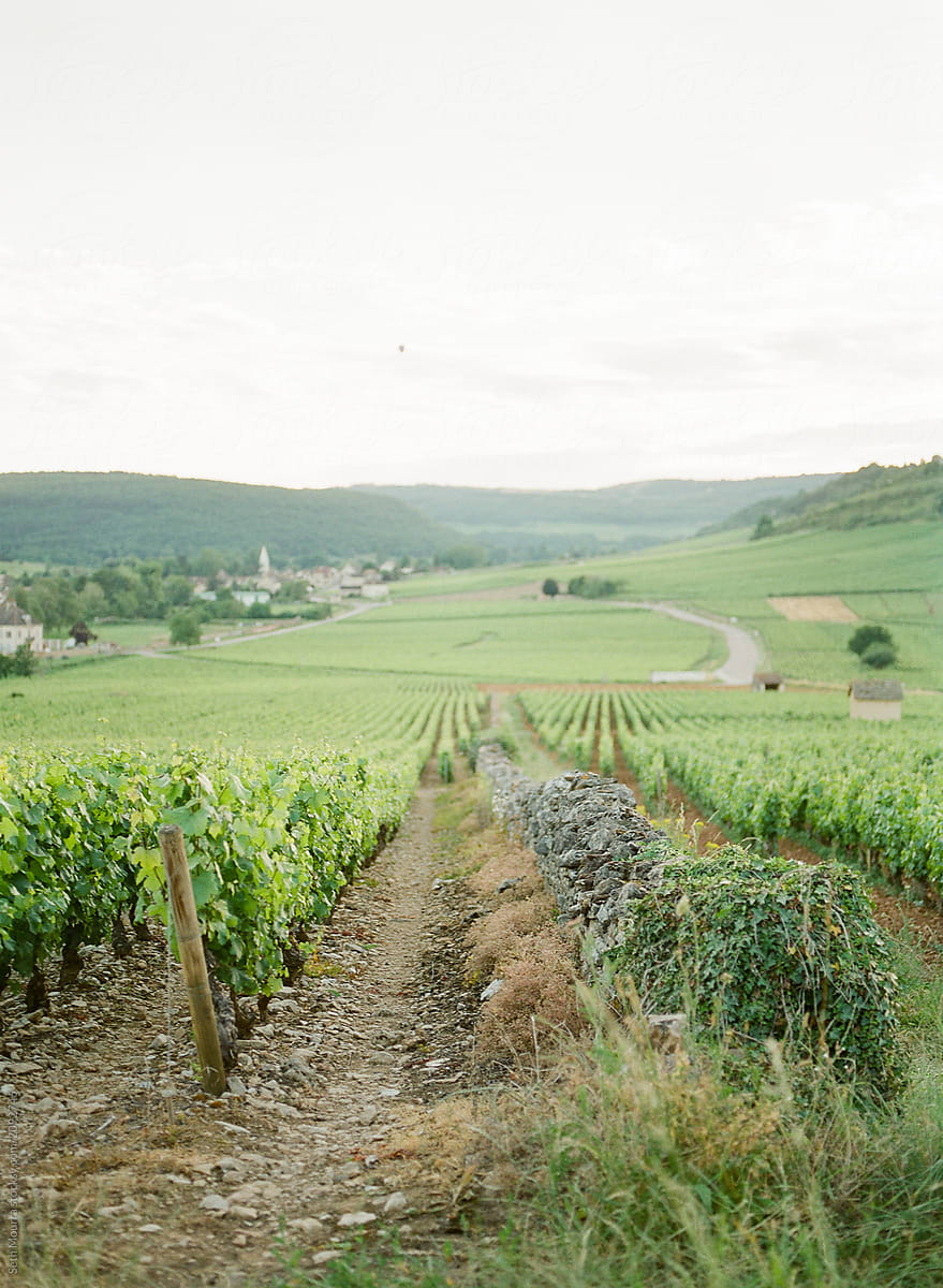 A sunset view over vineyards in Burgundy, France