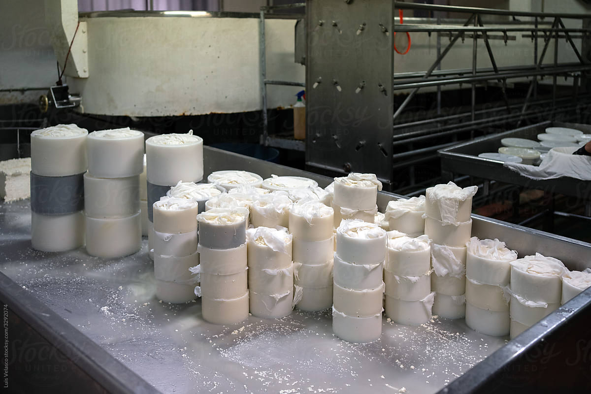 Preparation Of Cheese In The Factory.