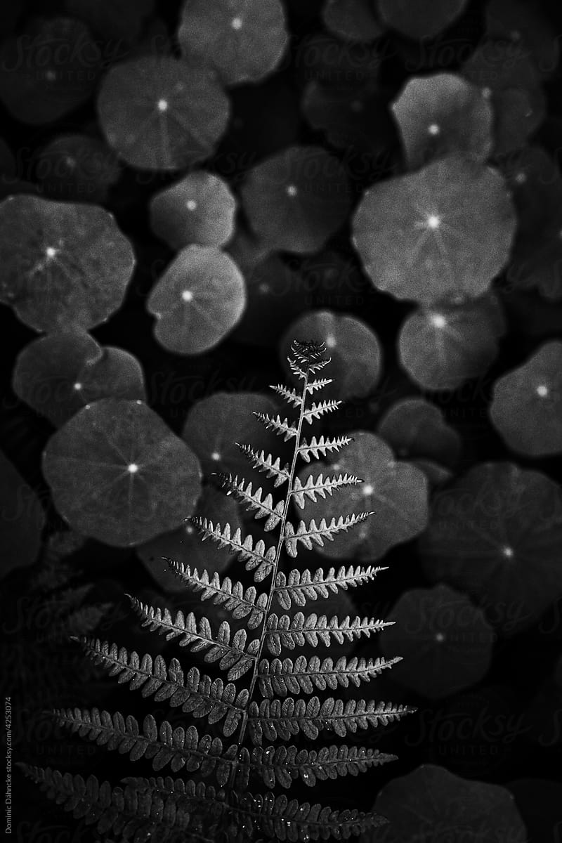 A fern branch on round leaves.