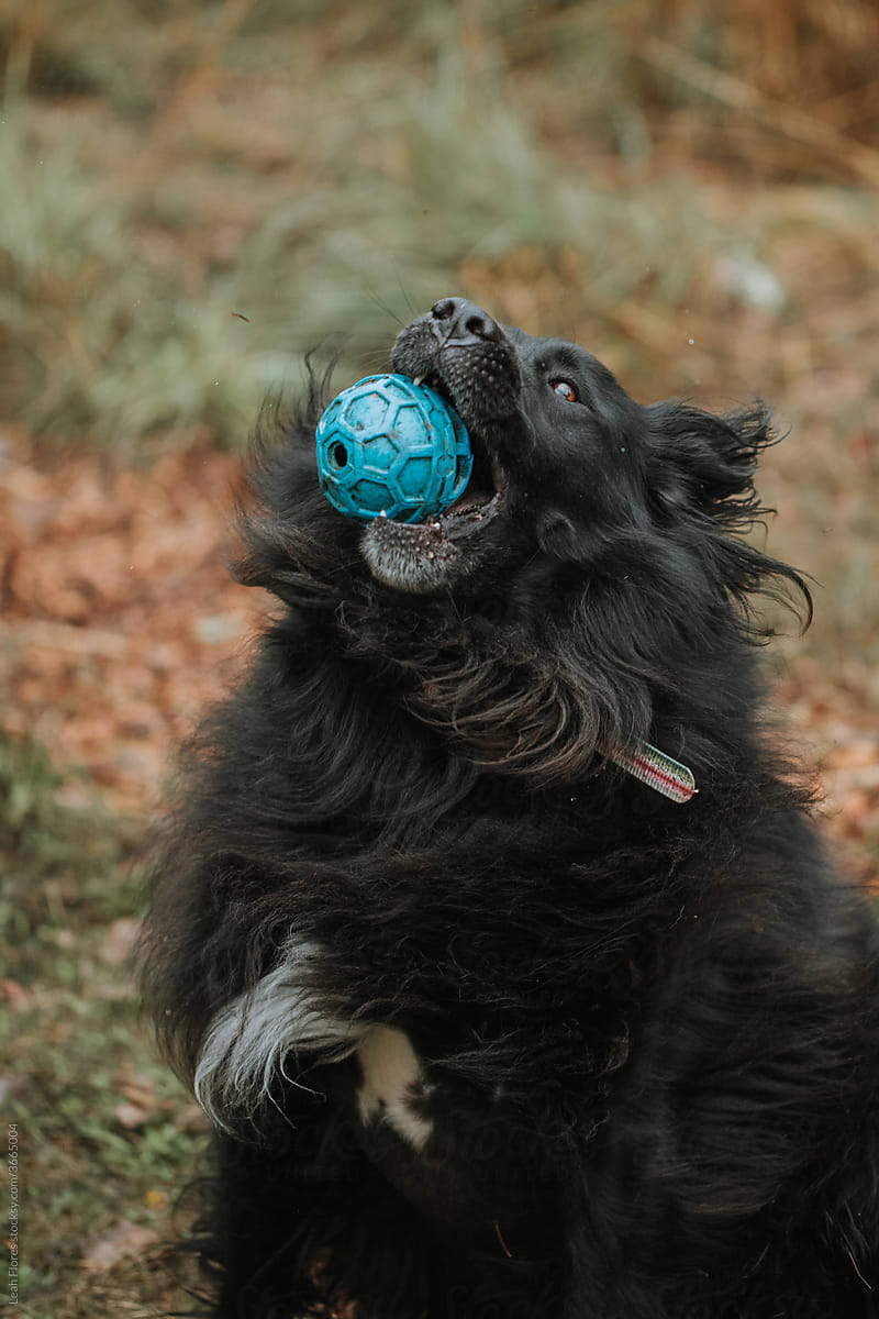 Funny Action Shot of Large, Fluffy Dog Catching Ball in Midair