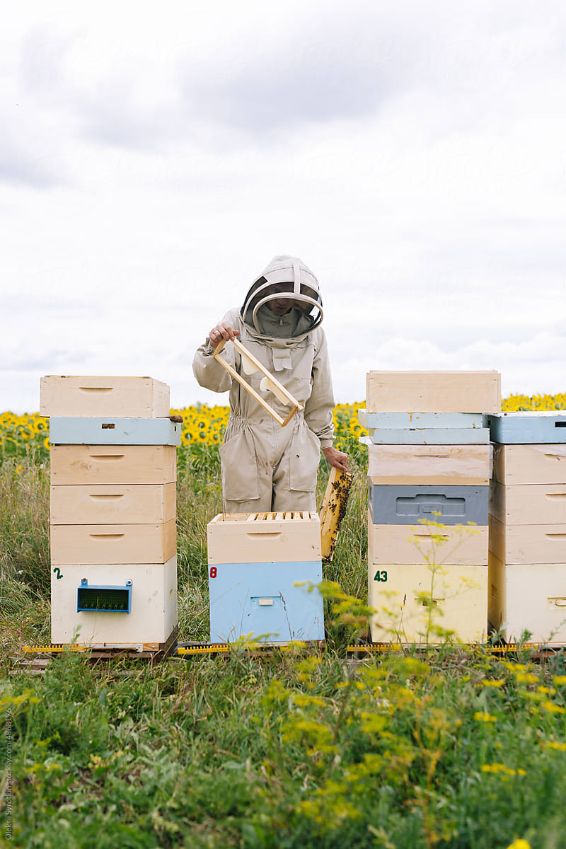 Beekeeper inspect agriculture apiary