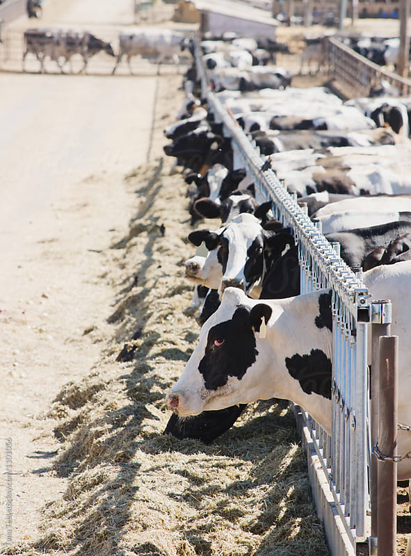 Dairy cows eating at bunk