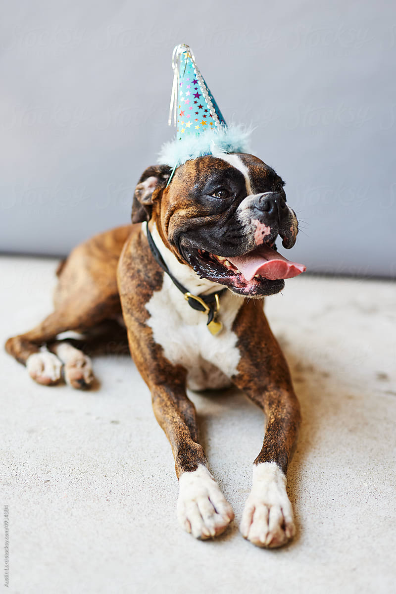 Boxer in a party hat