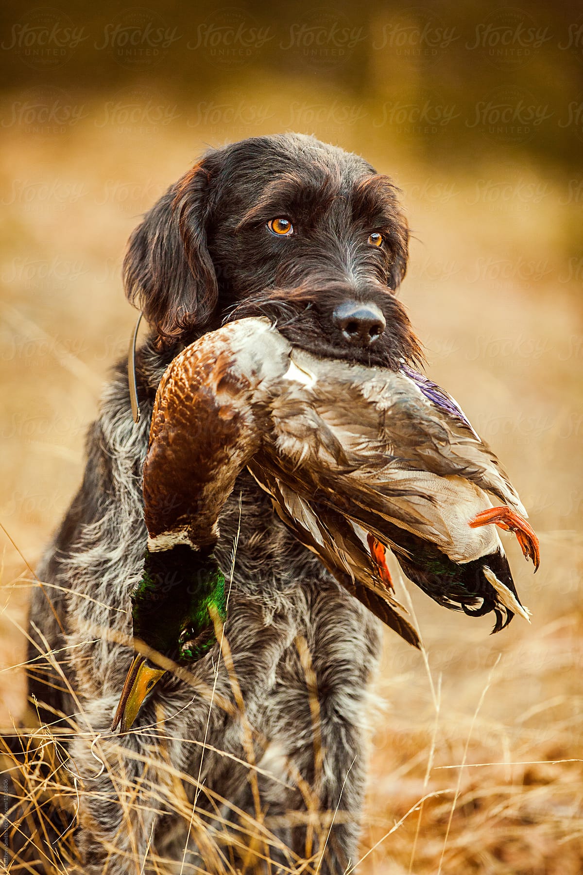 Hunting Dog Holding Dead Duck In Its 