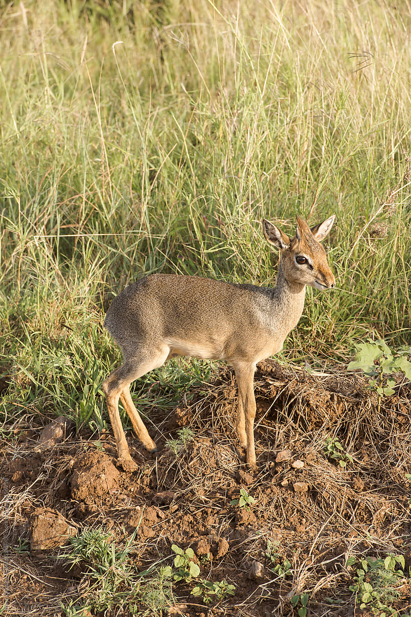 A small impala called dik-dik on a road in Tanzania