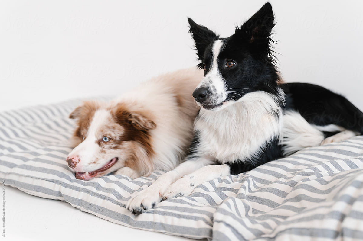 Dogs lying on soft mattress