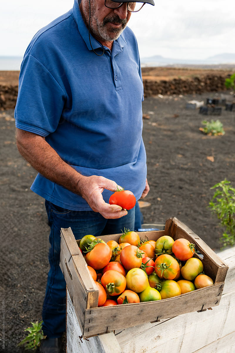 An older adult checks the quality of freshly harvested tomatoes