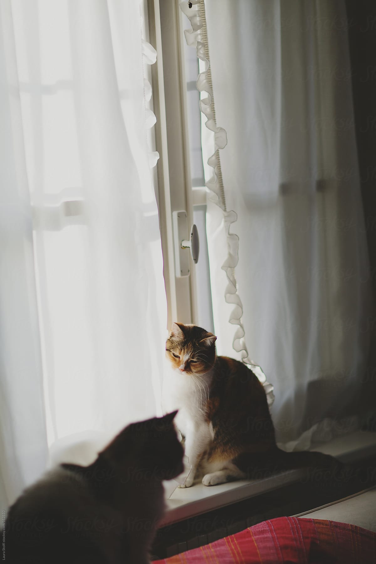 Siberian and tabby cat sitting together close to window