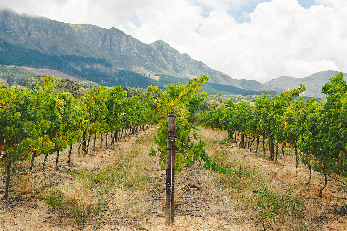 South Africa Vineyard